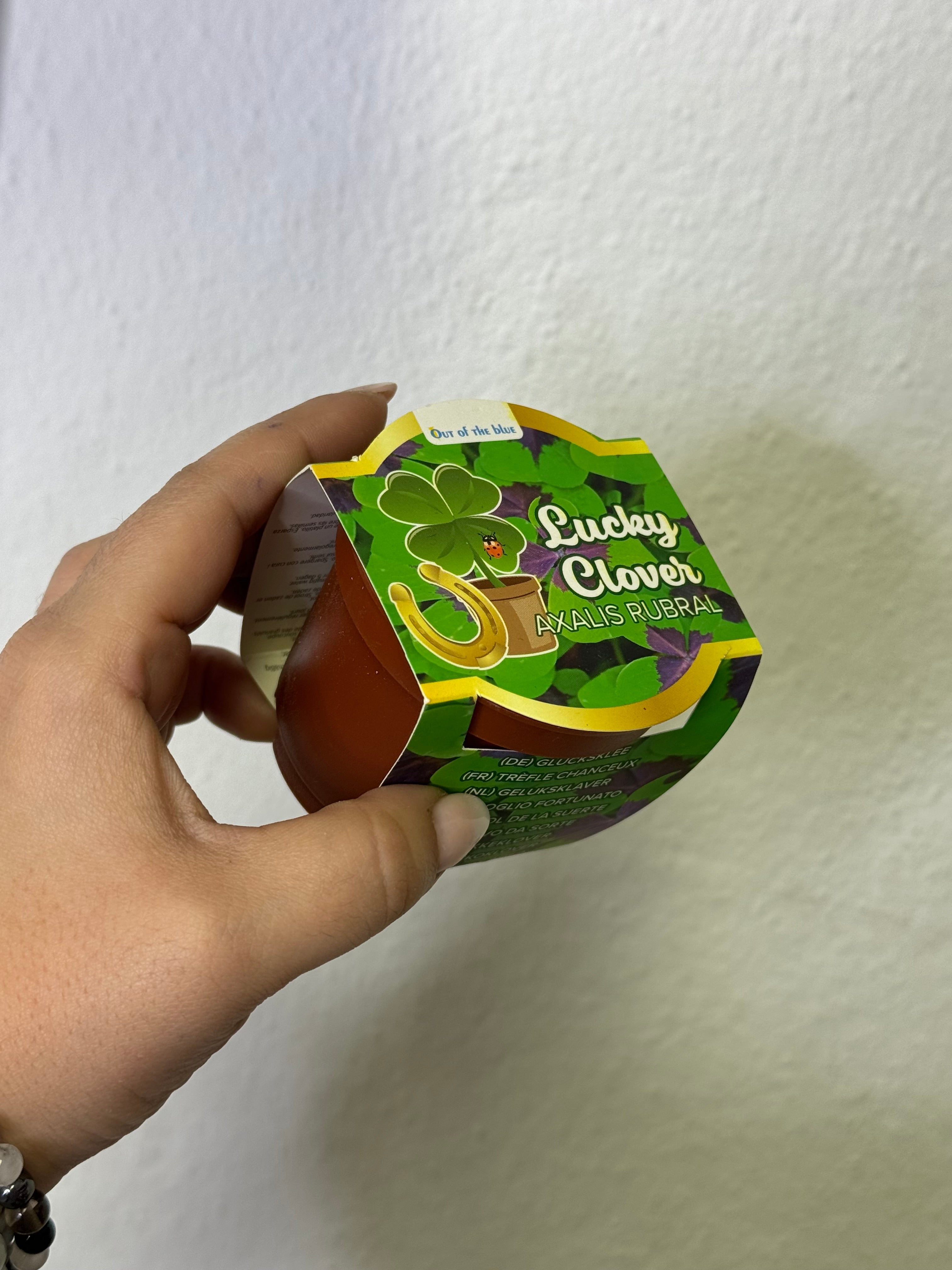 Maceta Trébol de 4 Hojas | Amuleto de Suerte, Prosperidad y Protección